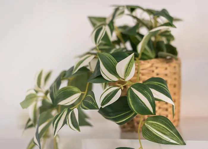 Appartement Home2book Poolside & Terrace Retreat, Corralejo *