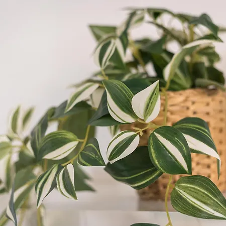 Апартаменты Home2book Poolside & Terrace Retreat, Corralejo *